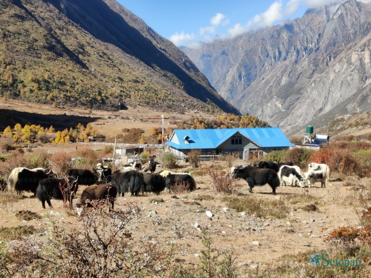 langtang (15).jpeg